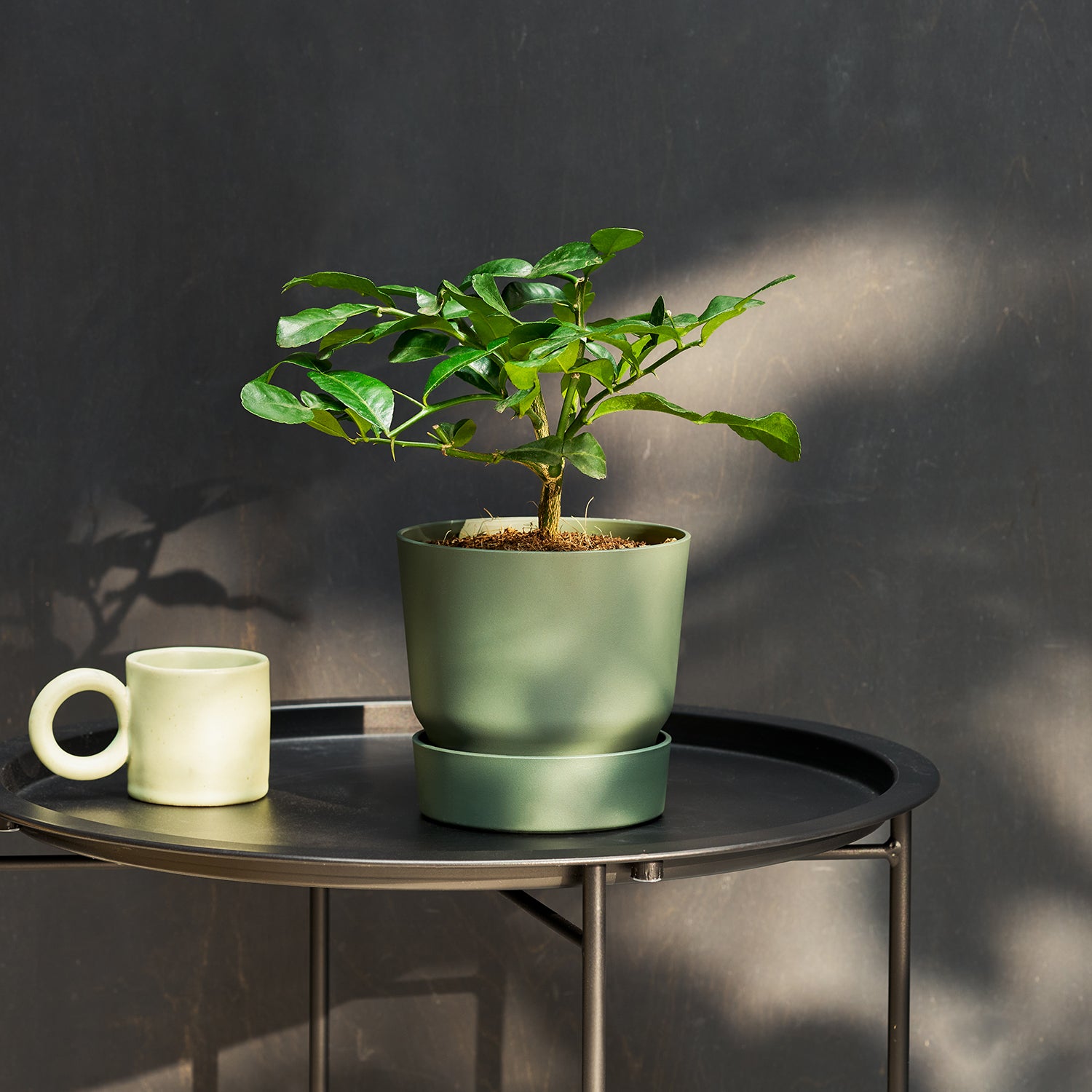 Makrut lime tree