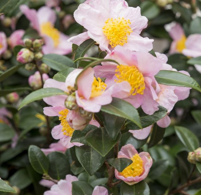 Camellia sasanqua 'pink'