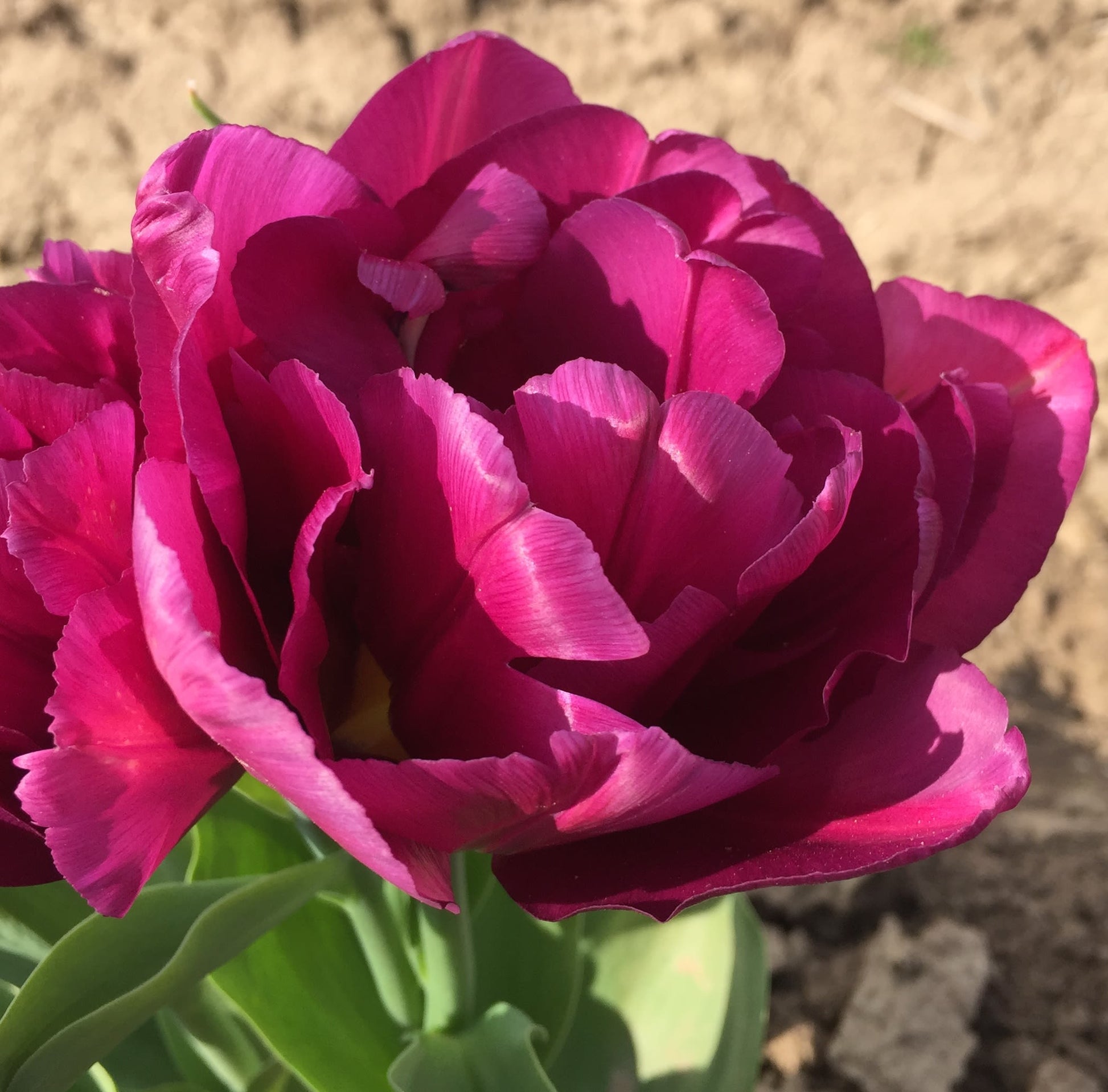Dark Tulip spring bulbs