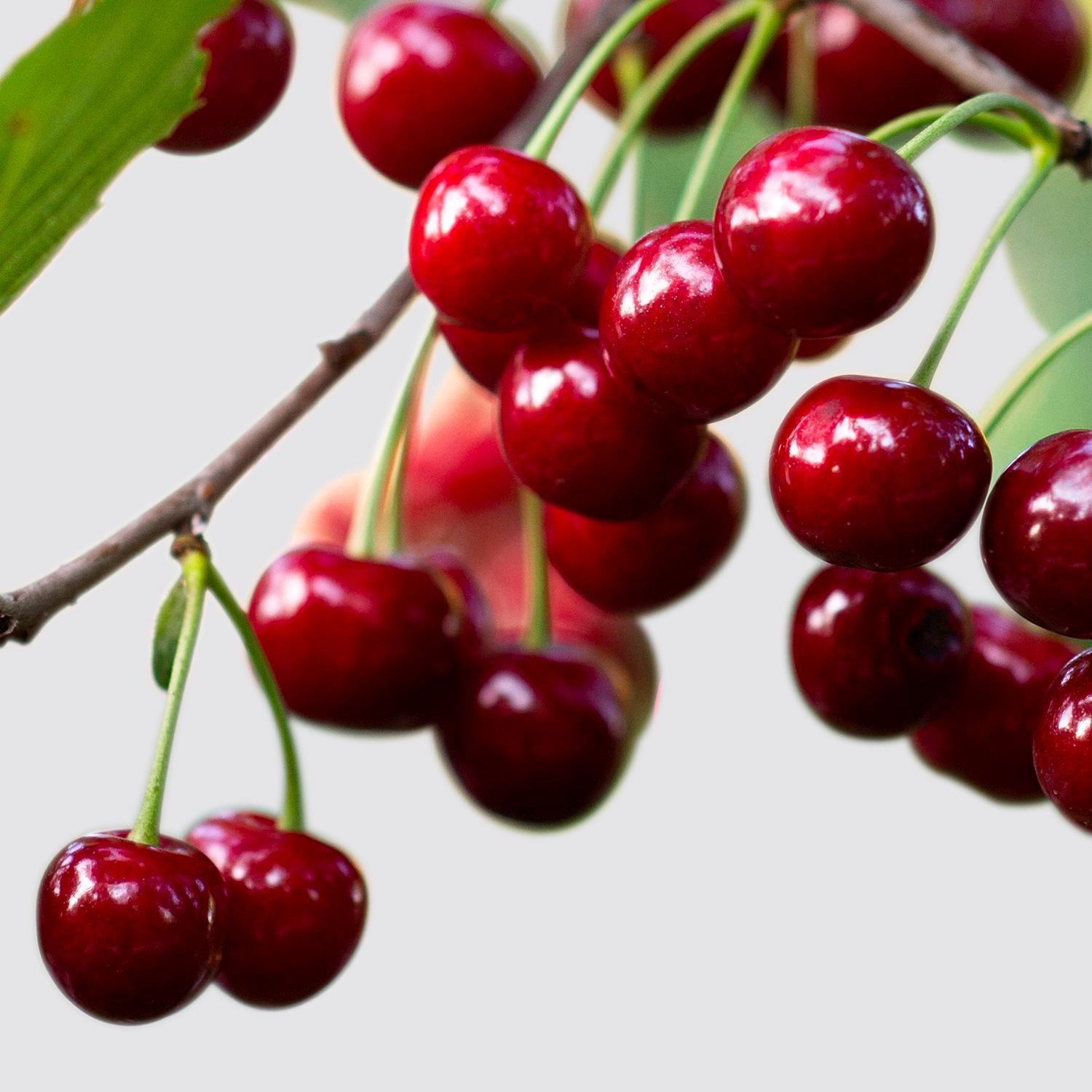 Cherry tree