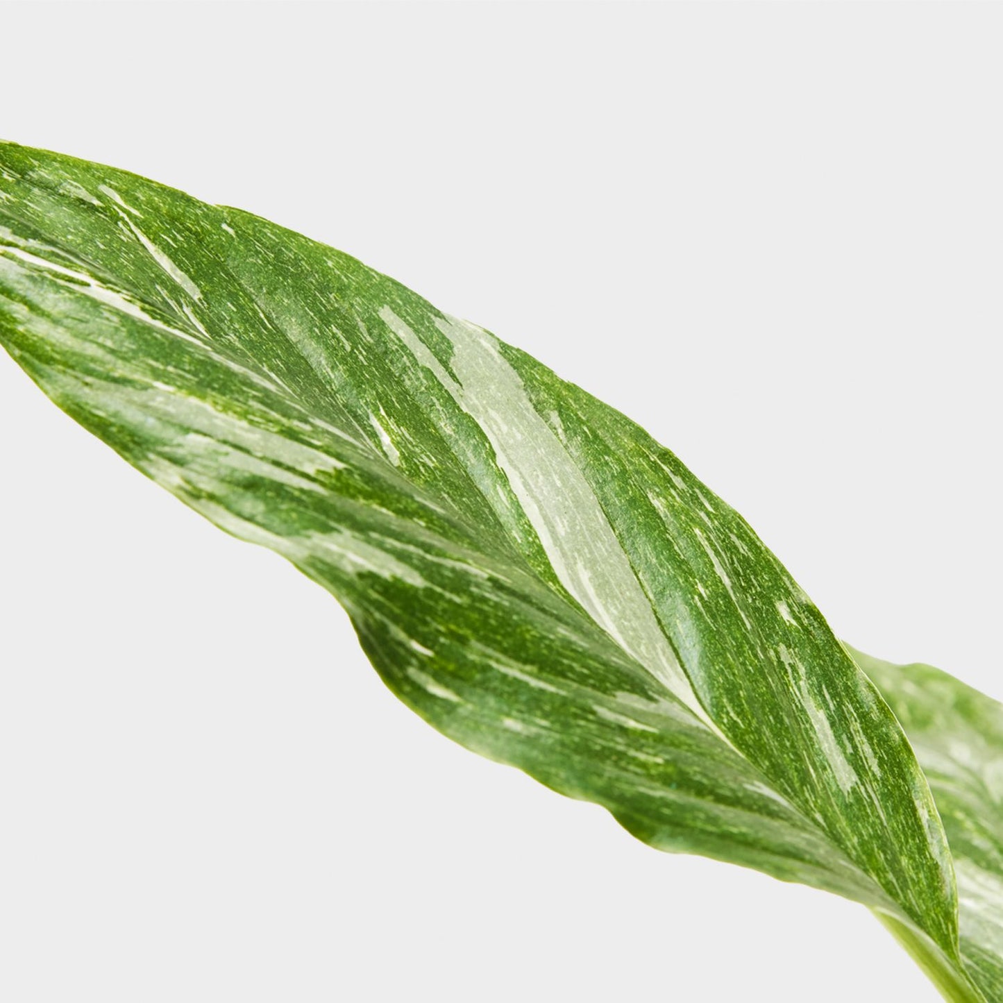 Variegated Peace lily