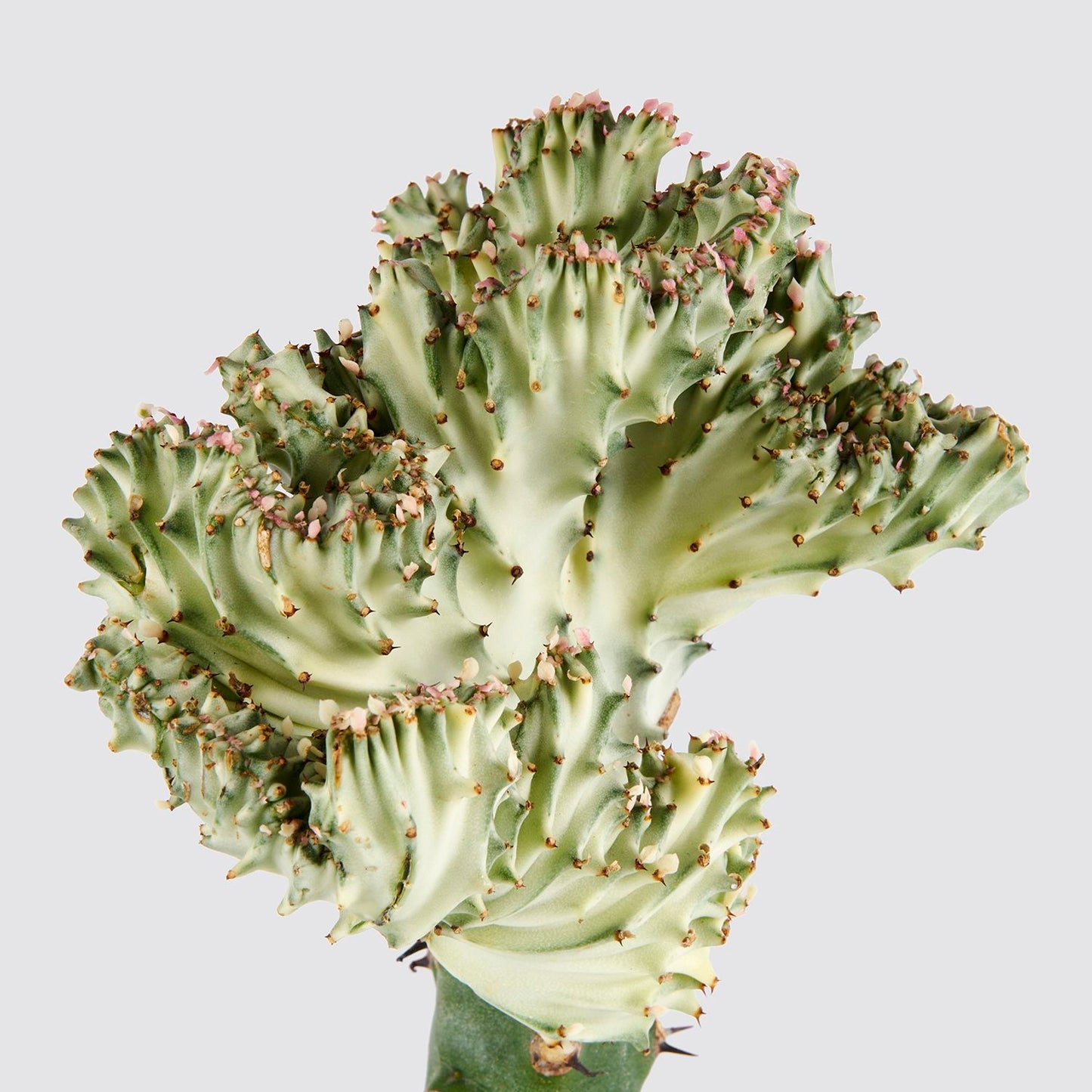 Coral cactus