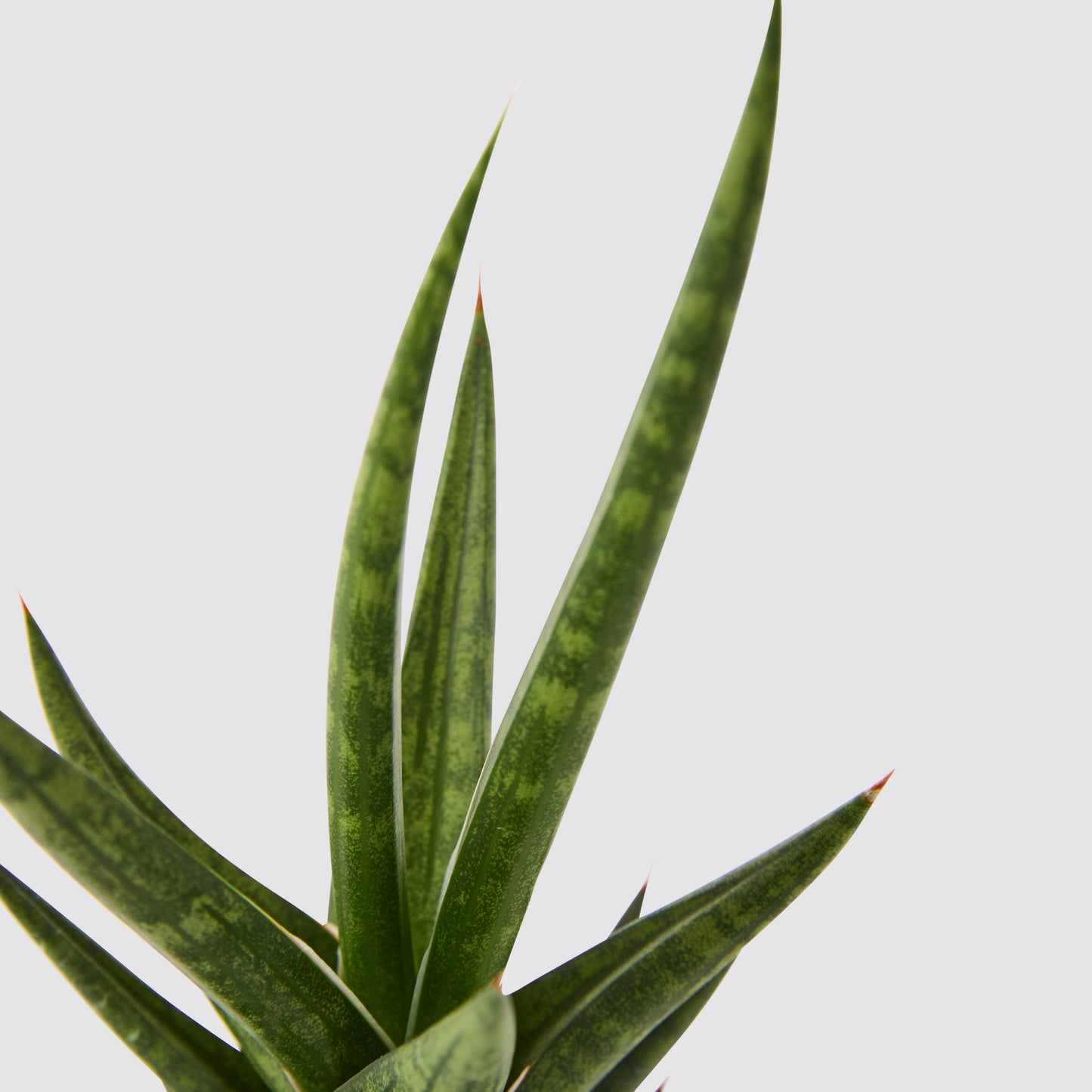 Sansevieria spikey