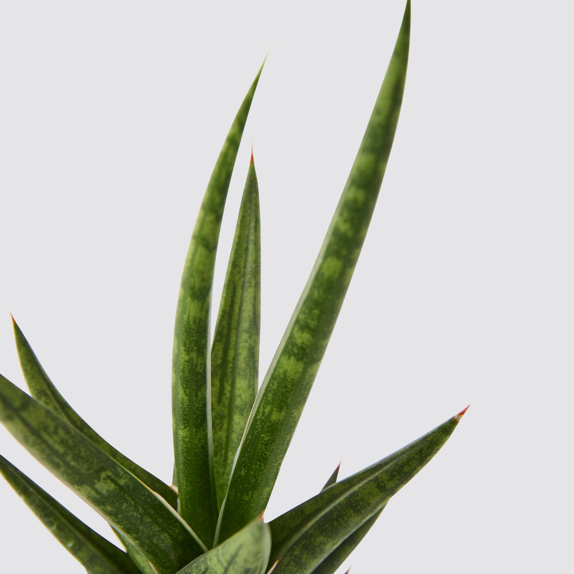 Sansevieria spikey