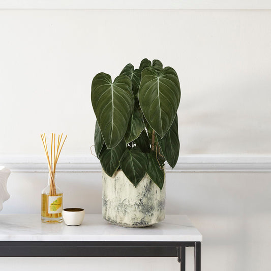 Philodendron melanochrysum