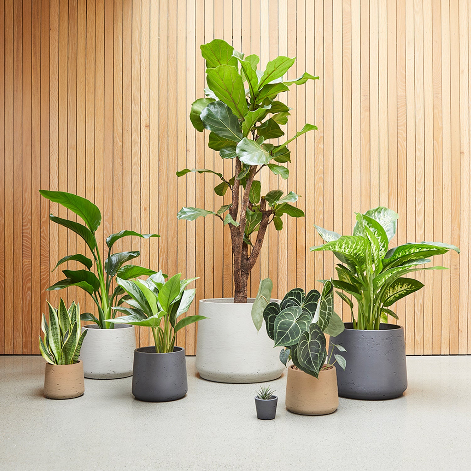 Indoor Clay Pots | Patch 