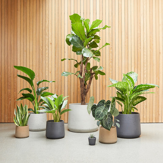 Indoor Clay Pots | Patch 
