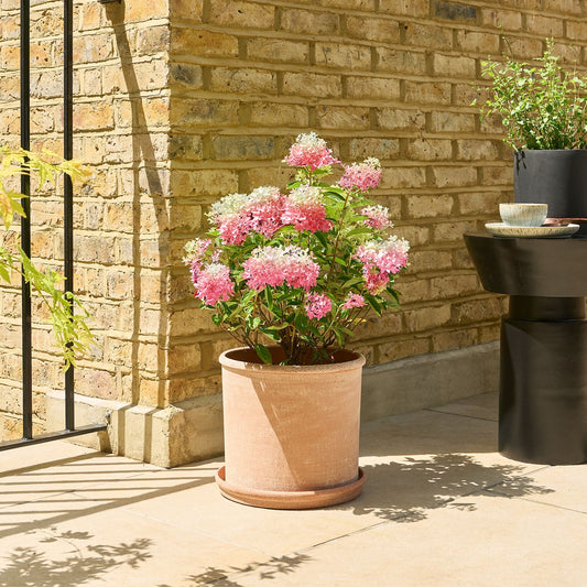 Hydrangea paniculata - pink