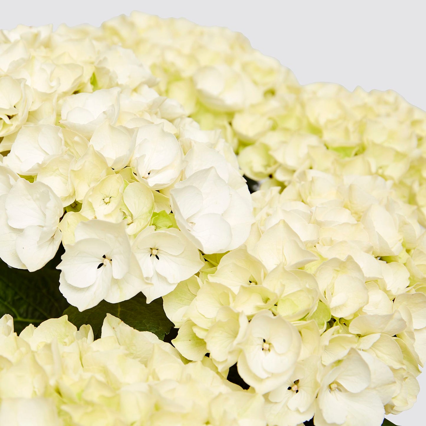 White Hydrangea macrophylla
