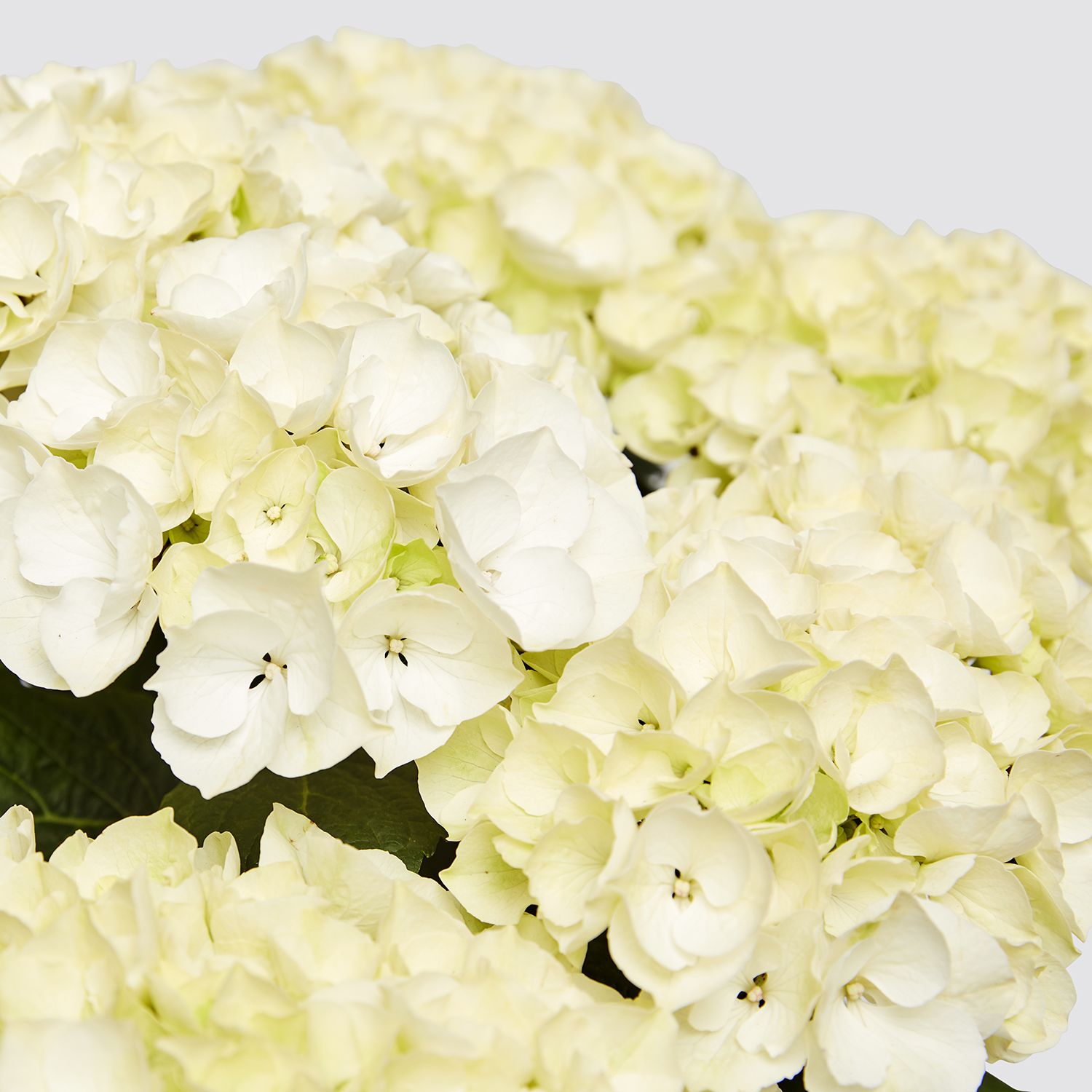 White Hydrangea macrophylla