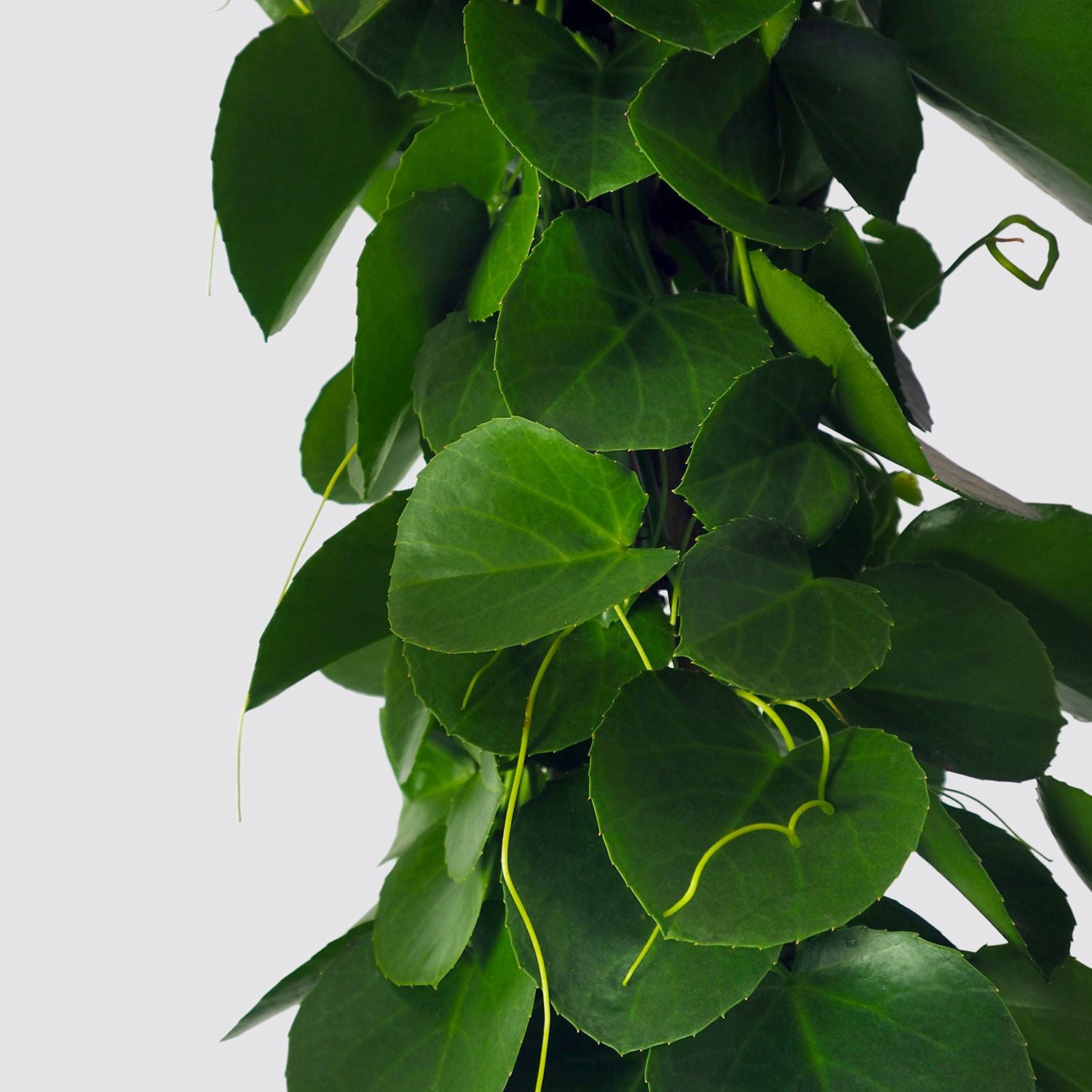 Grape ivy
