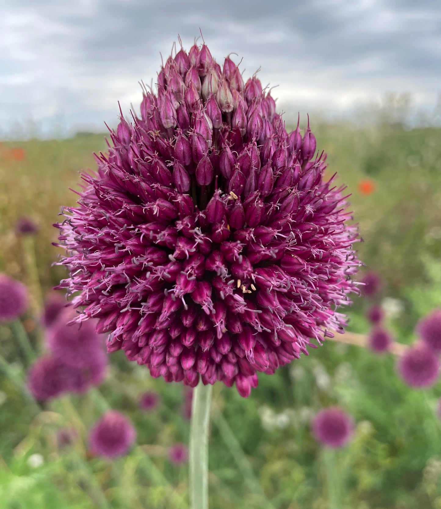 Wild Garden spring bulbs