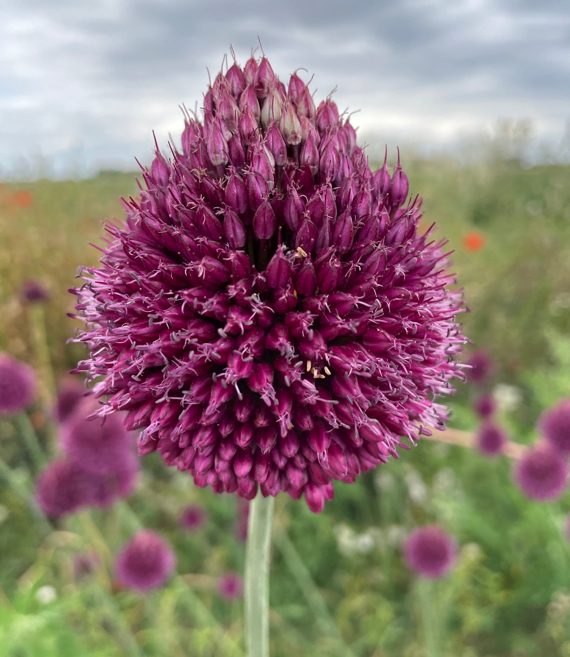 Wild Garden spring bulbs