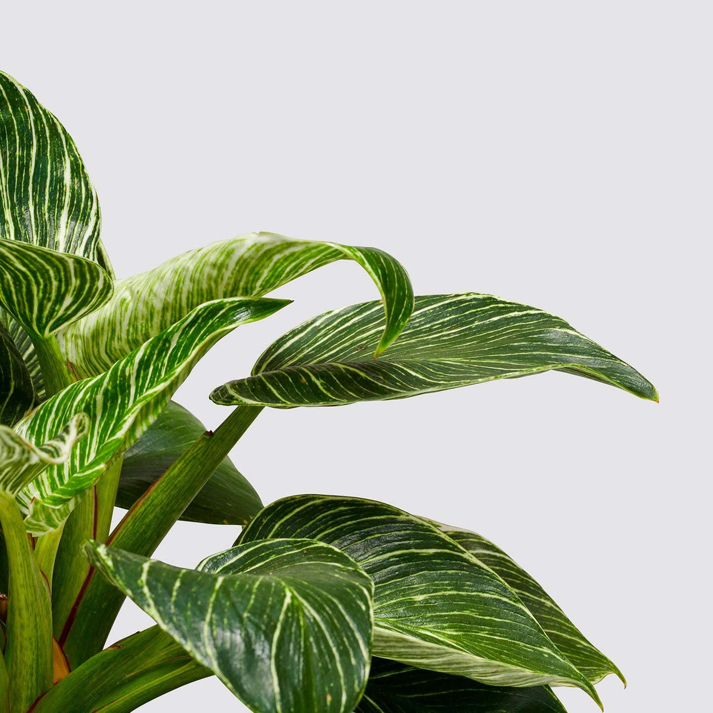 Hydroponic philodendron white wave