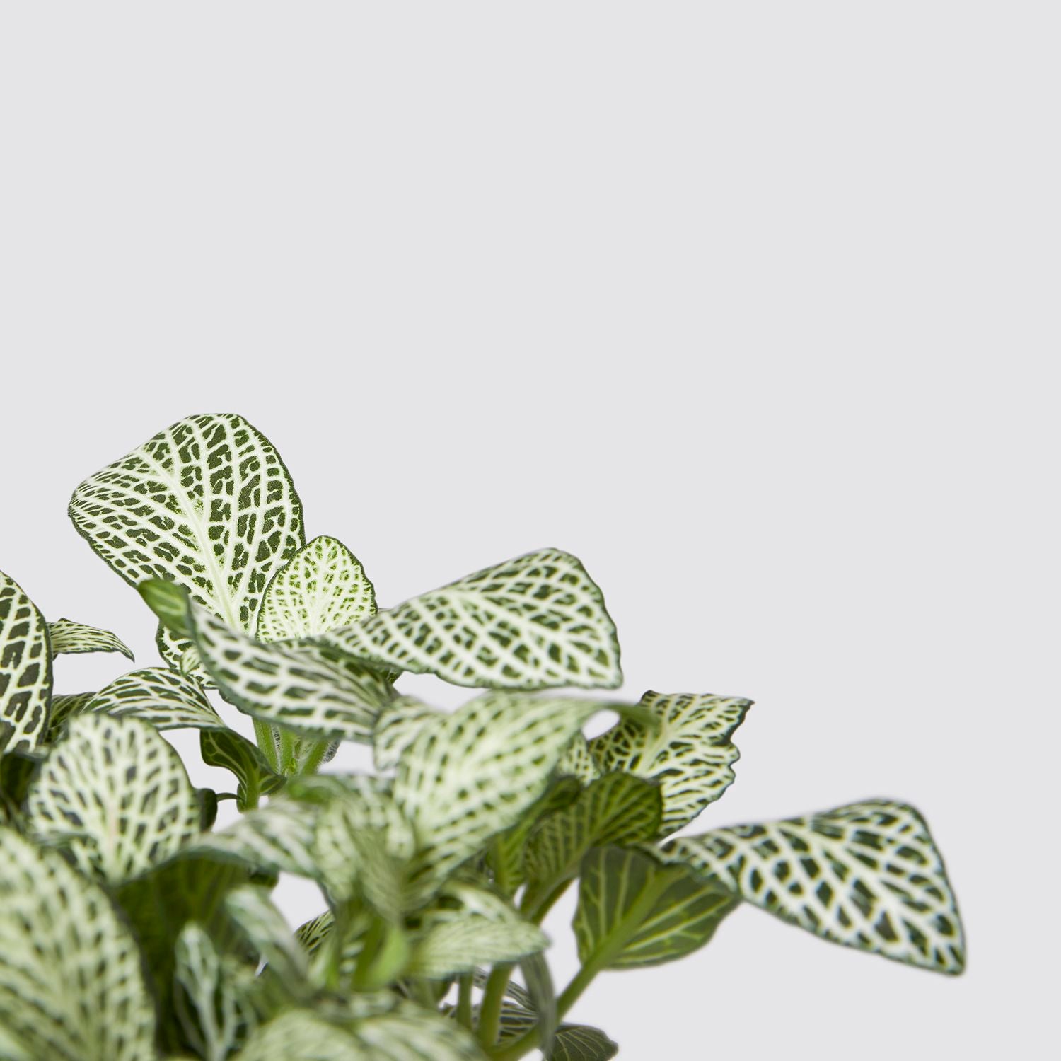 Fittonia white forest flame