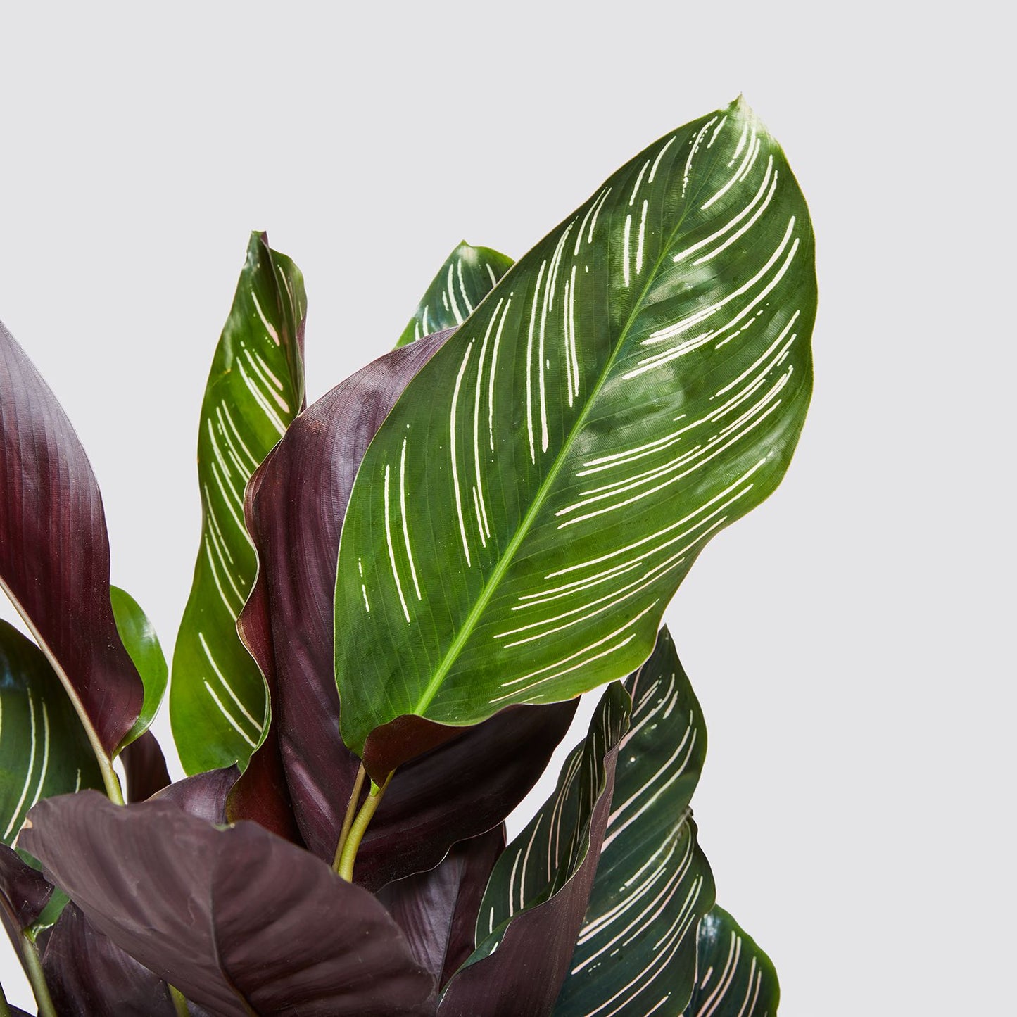 Calathea Sanderiana