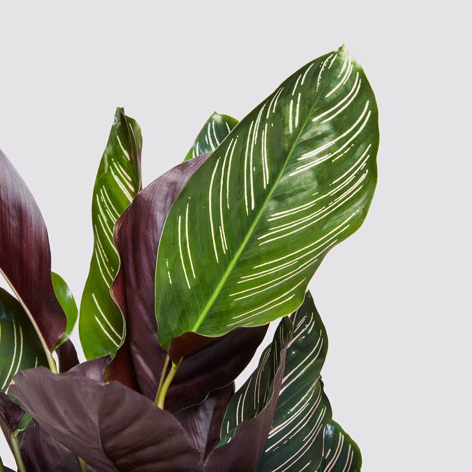 Calathea Sanderiana