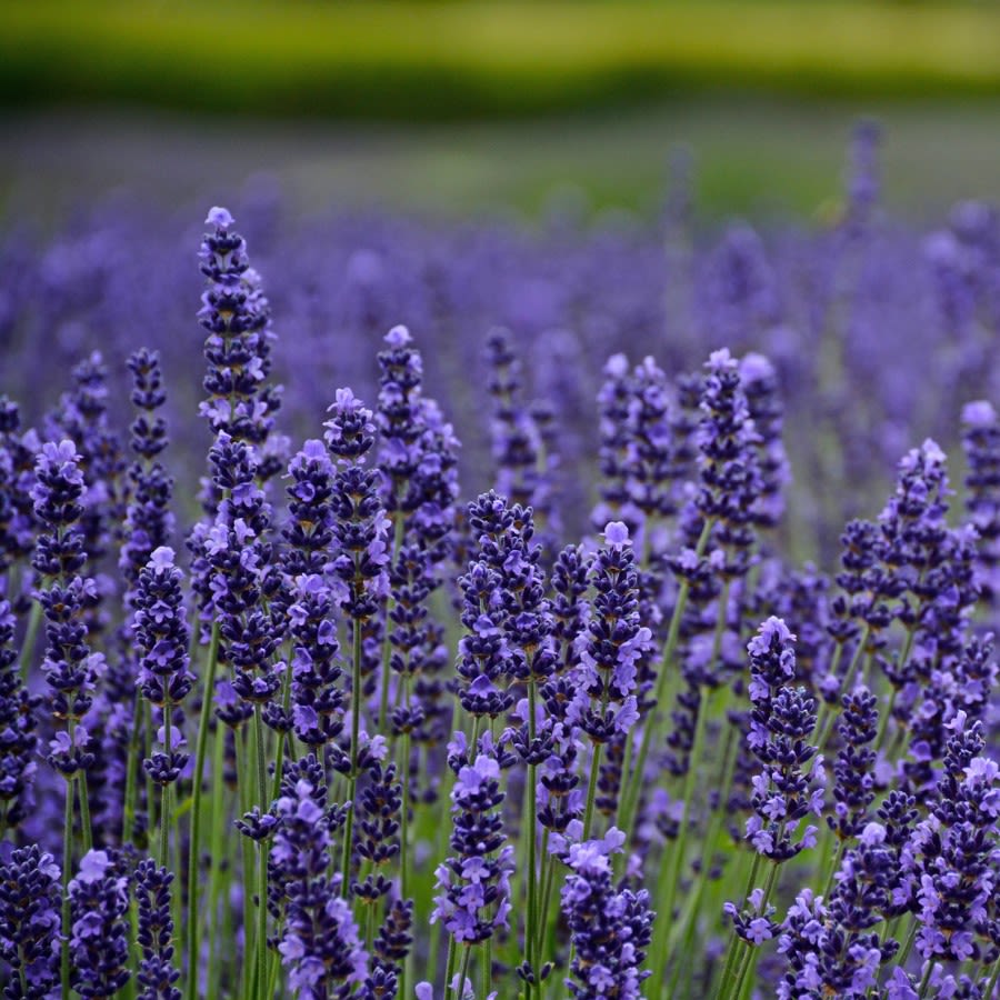 Pollinator Seeds Set