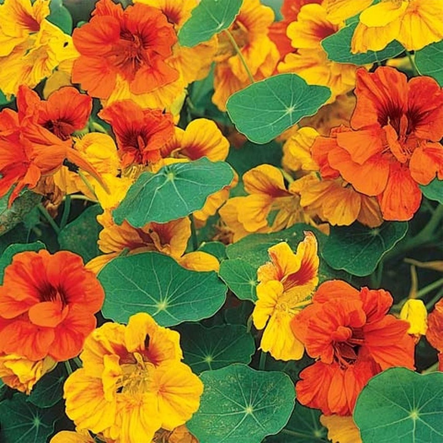 Edible Flowers Seeds Set