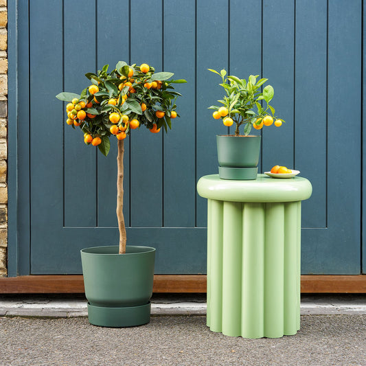 Citrus calamondin