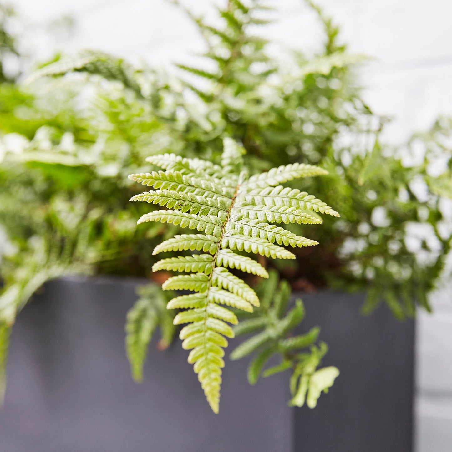 Golden shield fern