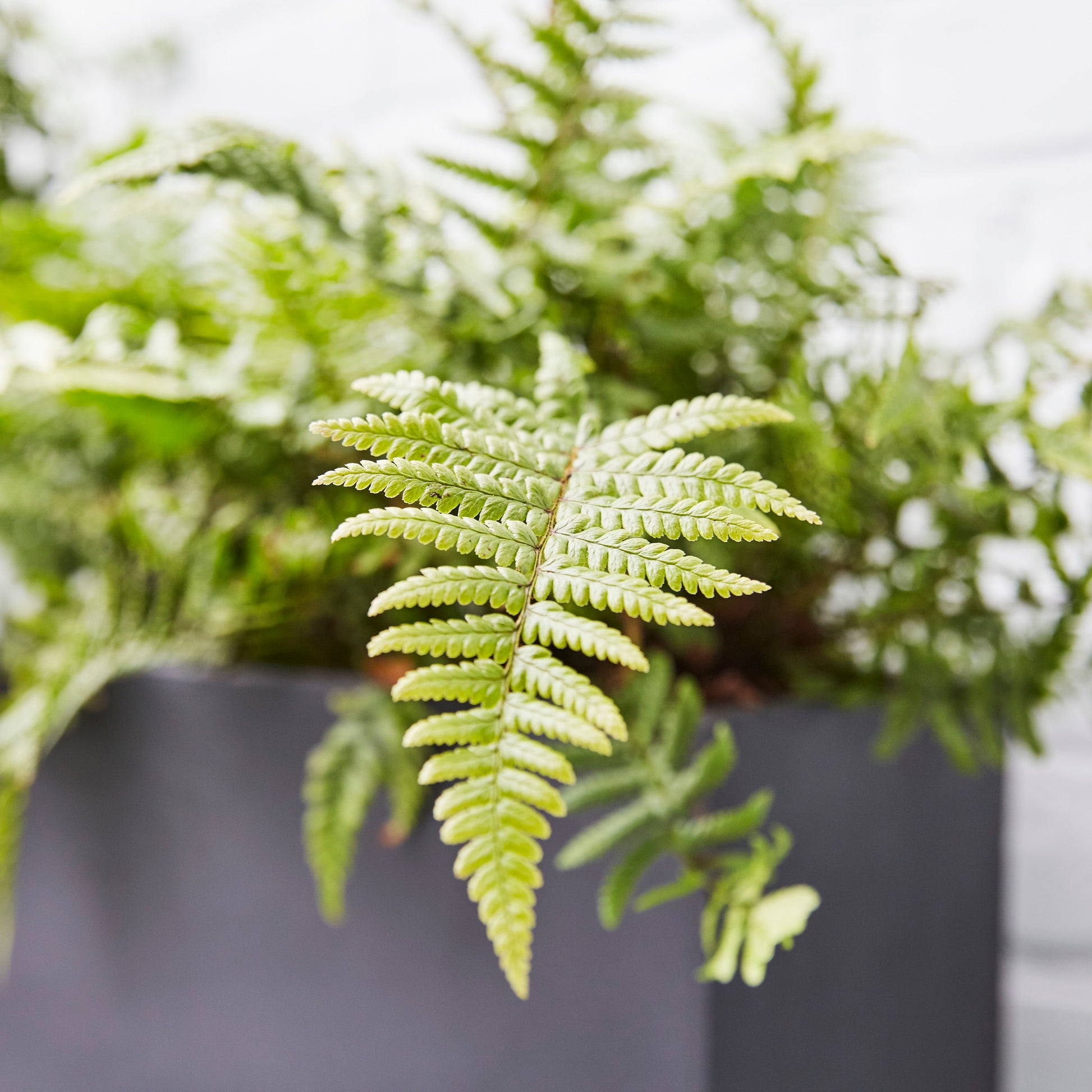 Golden shield fern