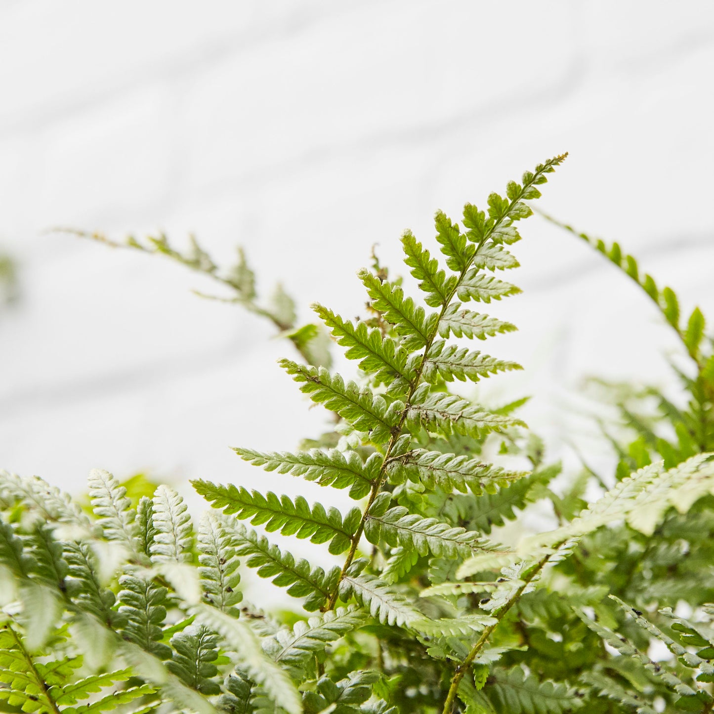 Golden shield fern