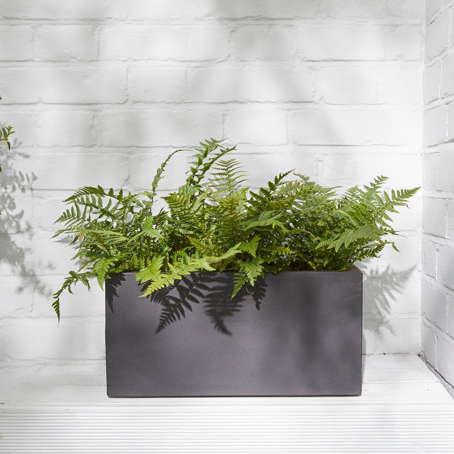 Golden shield fern