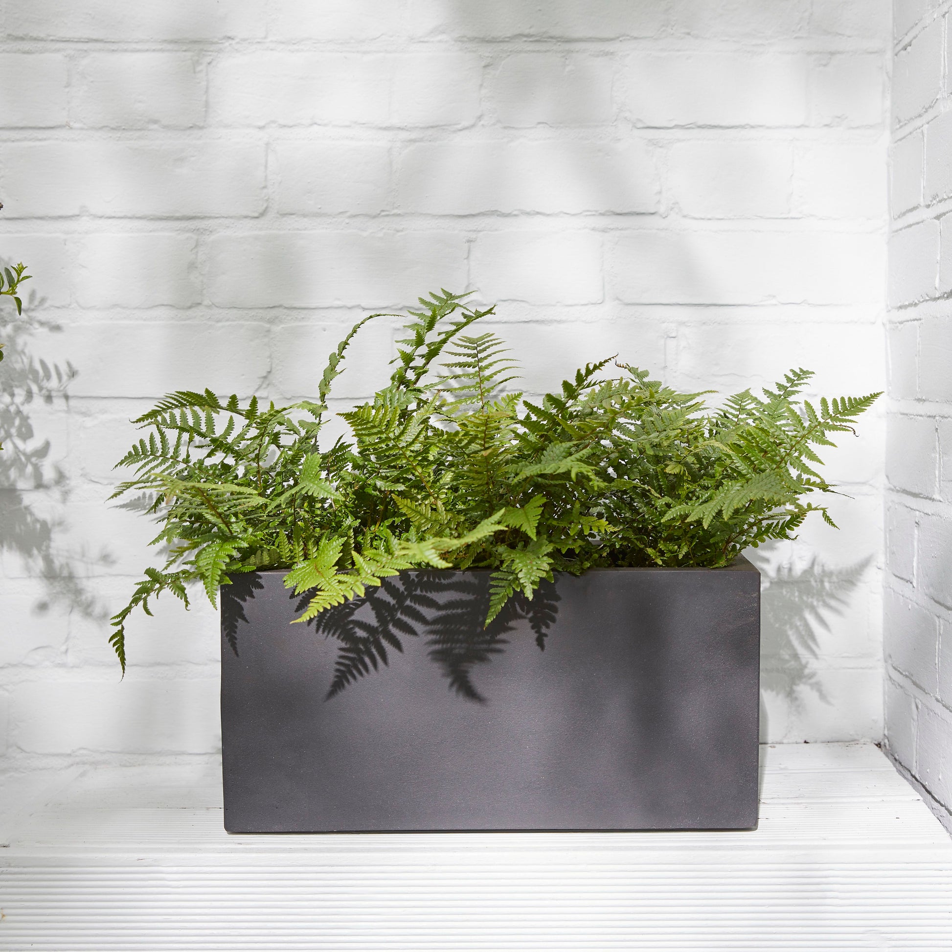 Golden shield fern