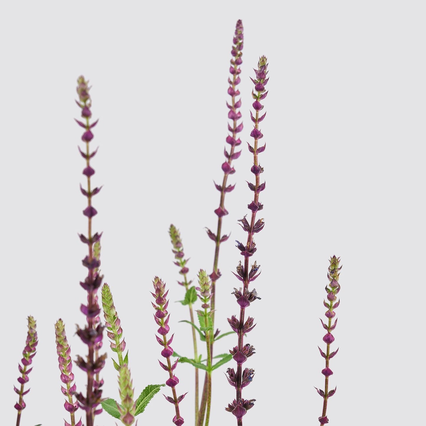 Salvia black and bloom