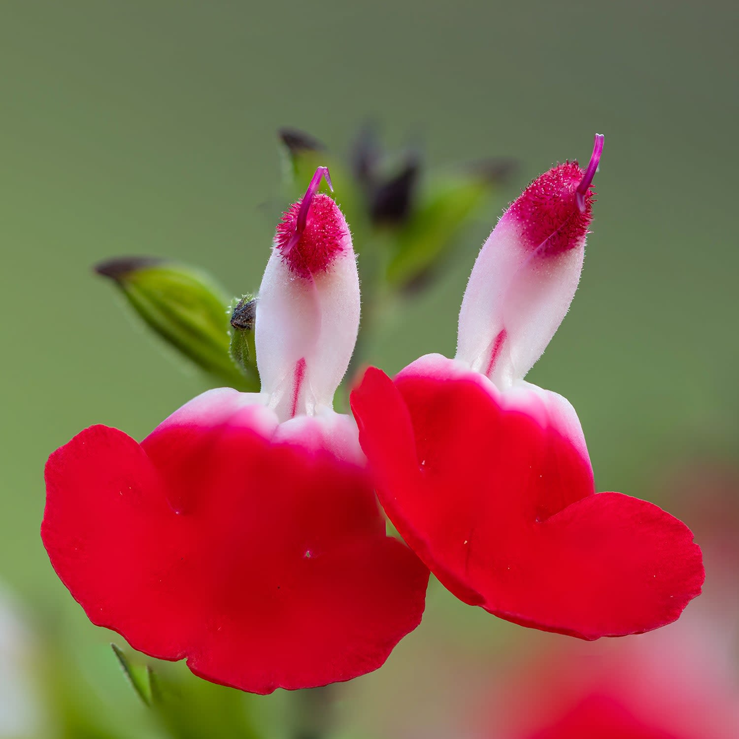 Salvia microphylla ‘Hot Lips’