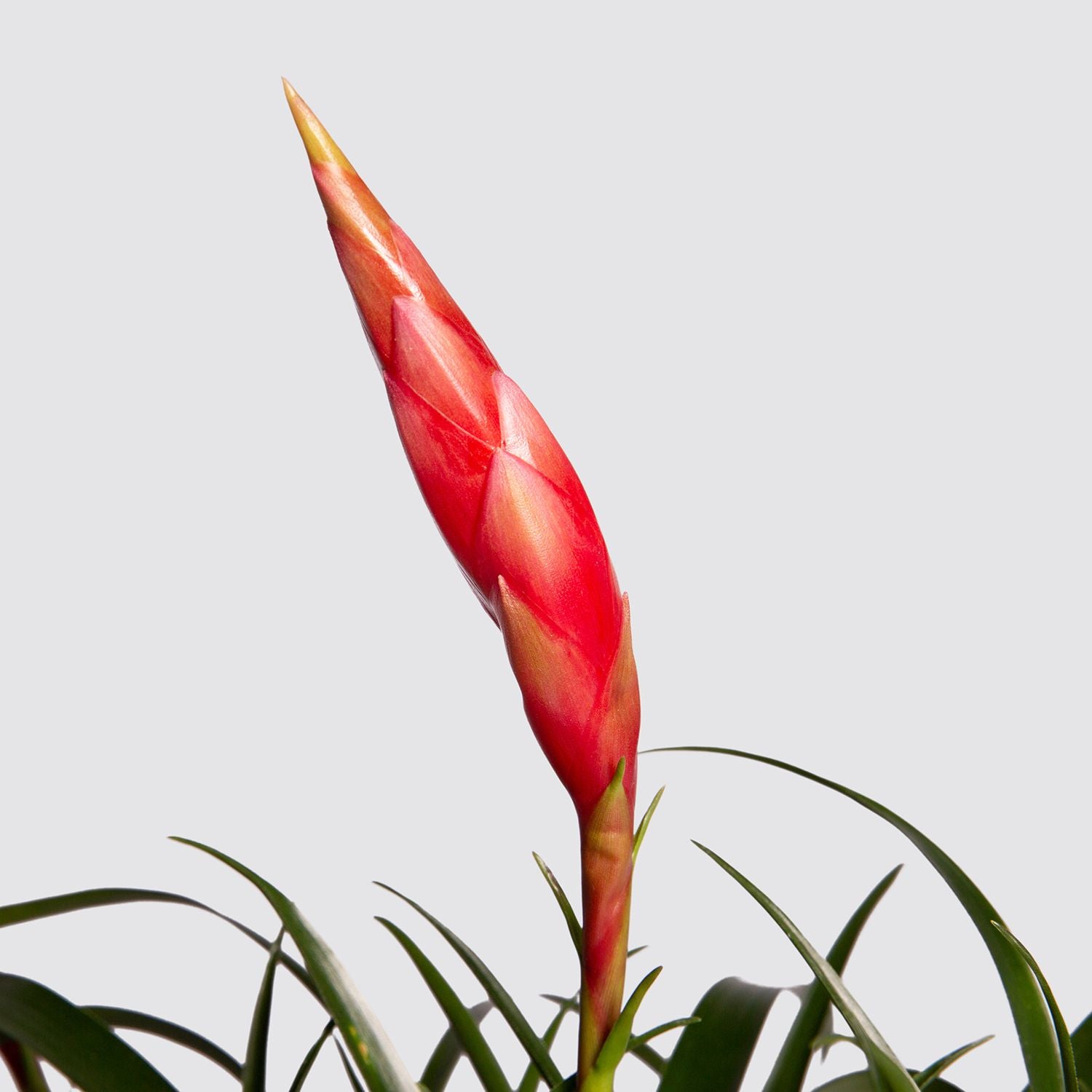 Flaming sword - red