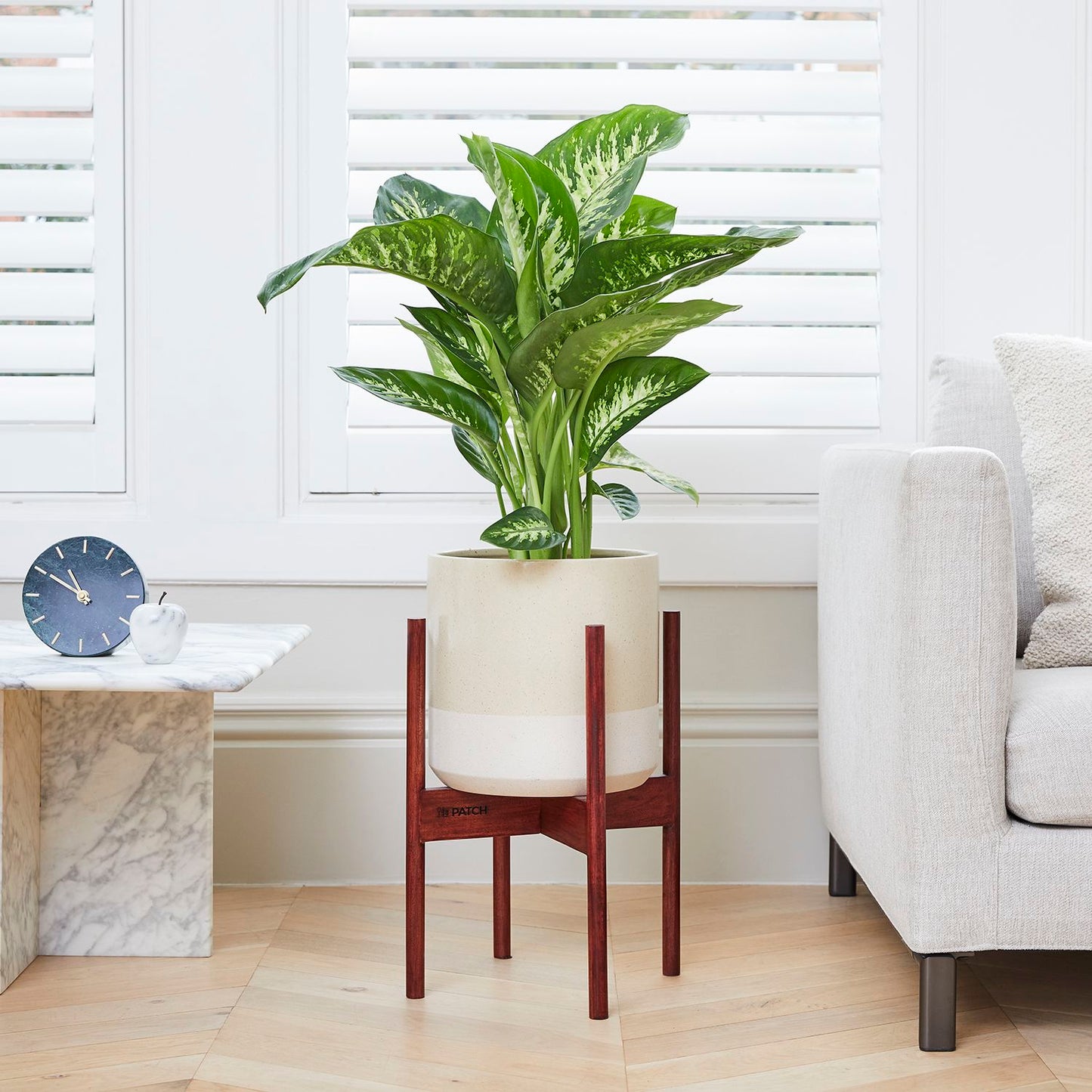 Dieffenbachia seguine 'Tropic Snow'