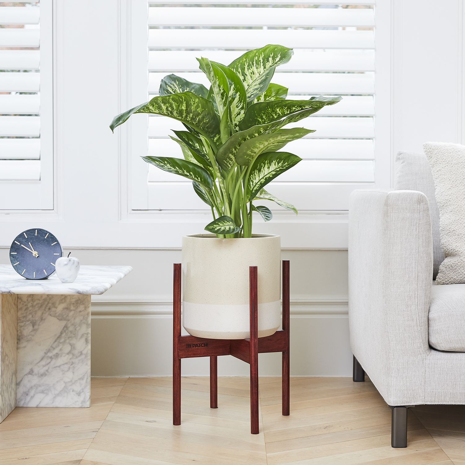 Dieffenbachia seguine 'Tropic Snow'