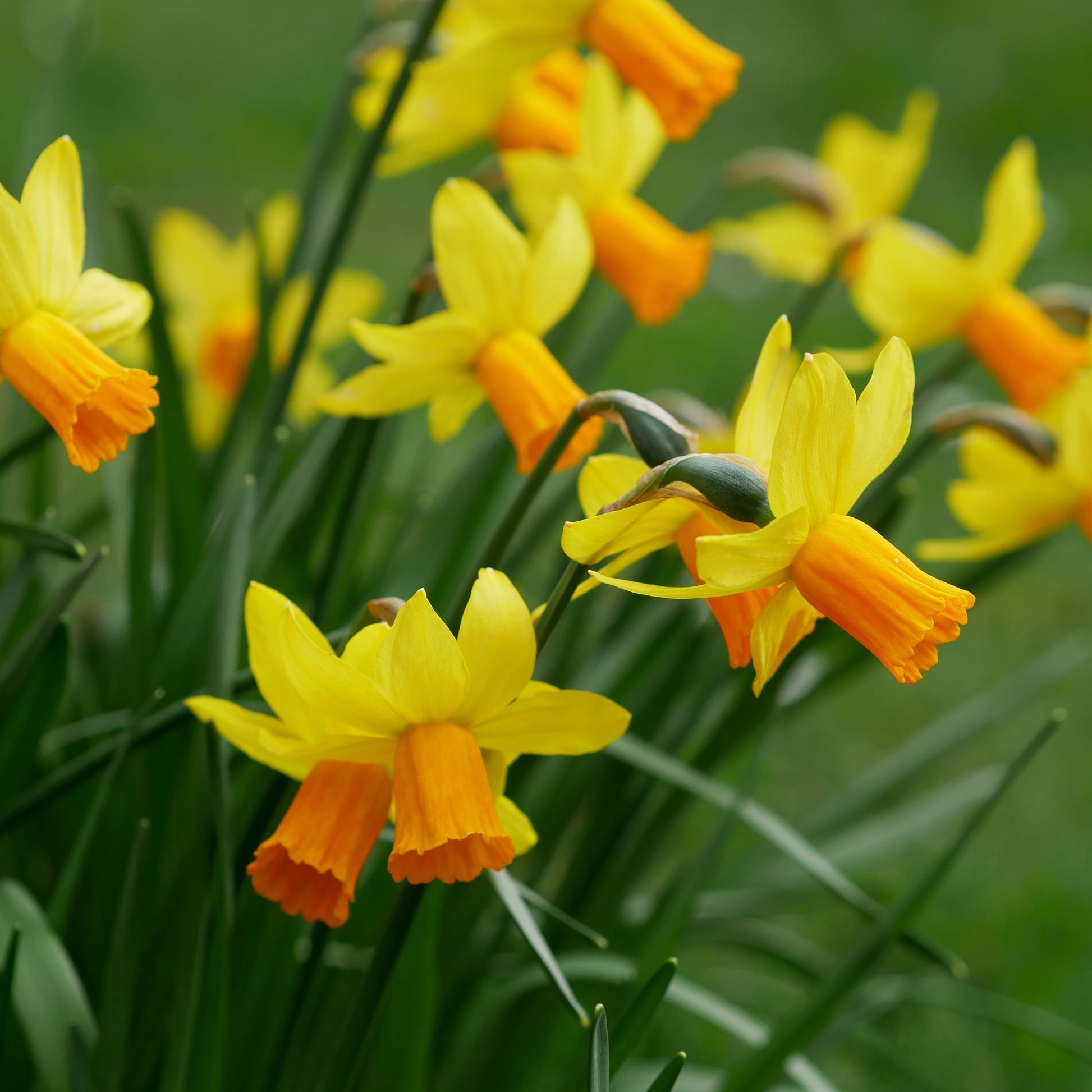 Perfect for Pots spring bulbs