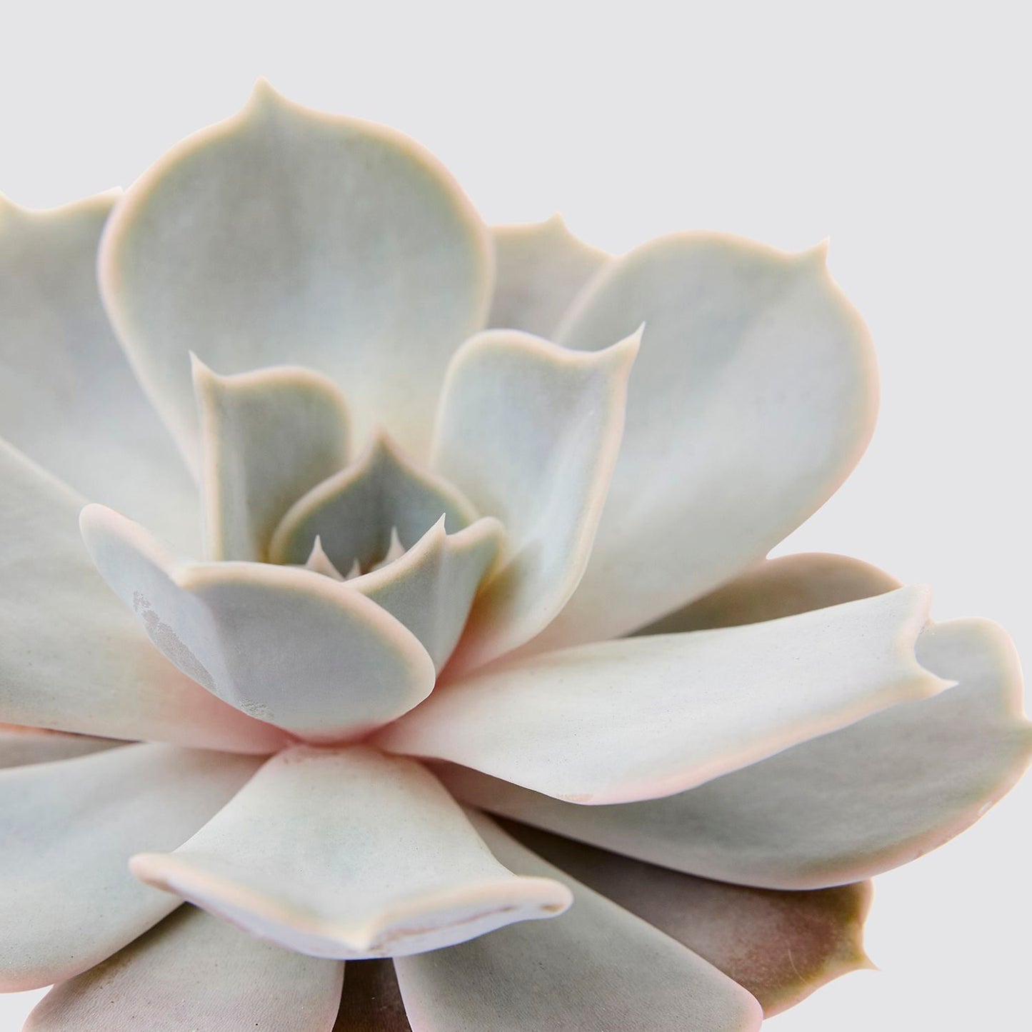 Echeveria lilacina