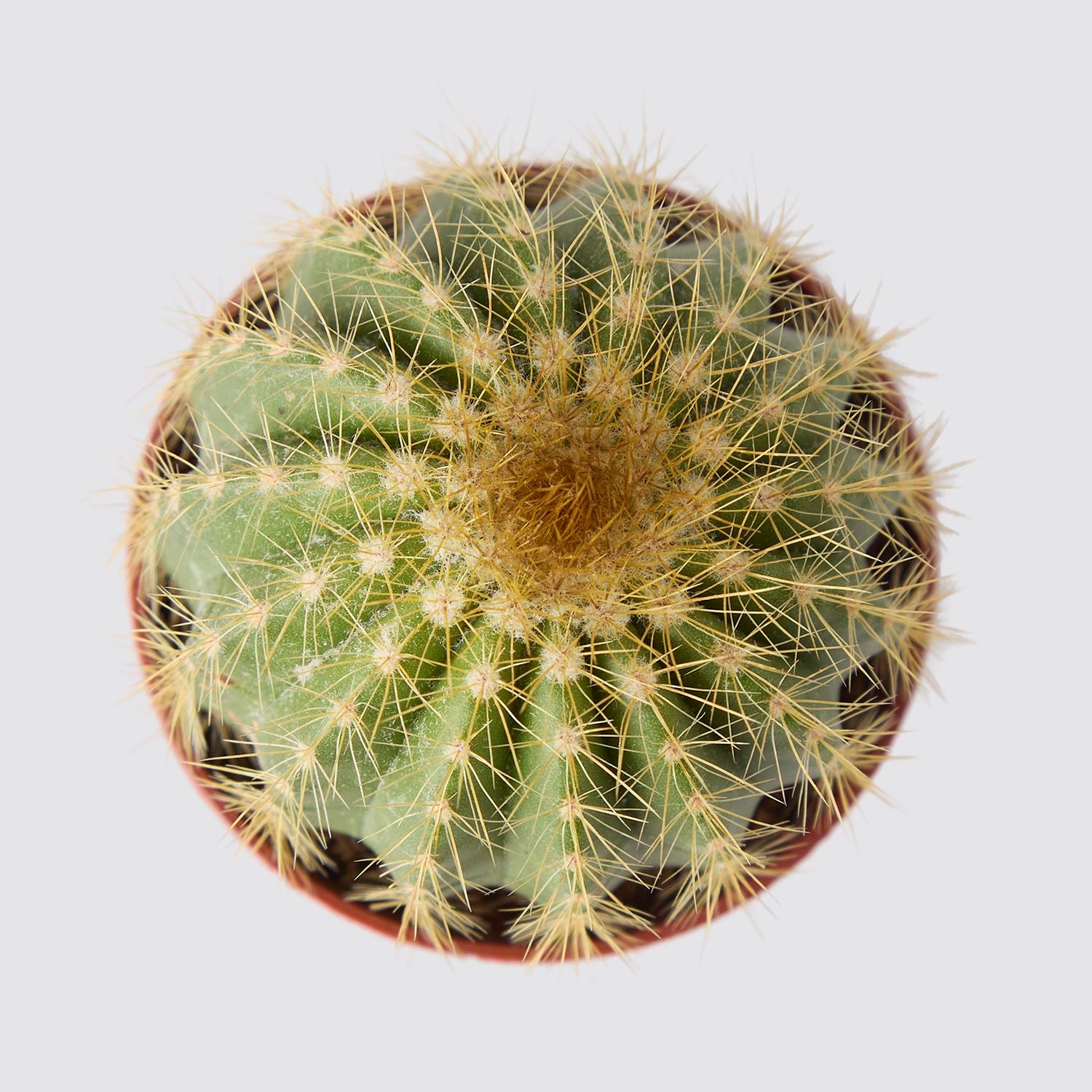 Parodia warasii