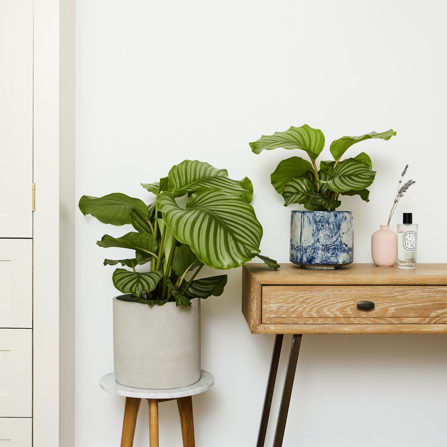 Calathea Orbifolia