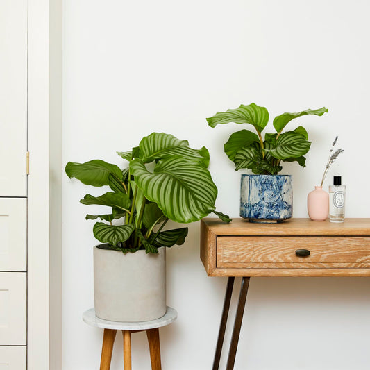 Calathea Orbifolia