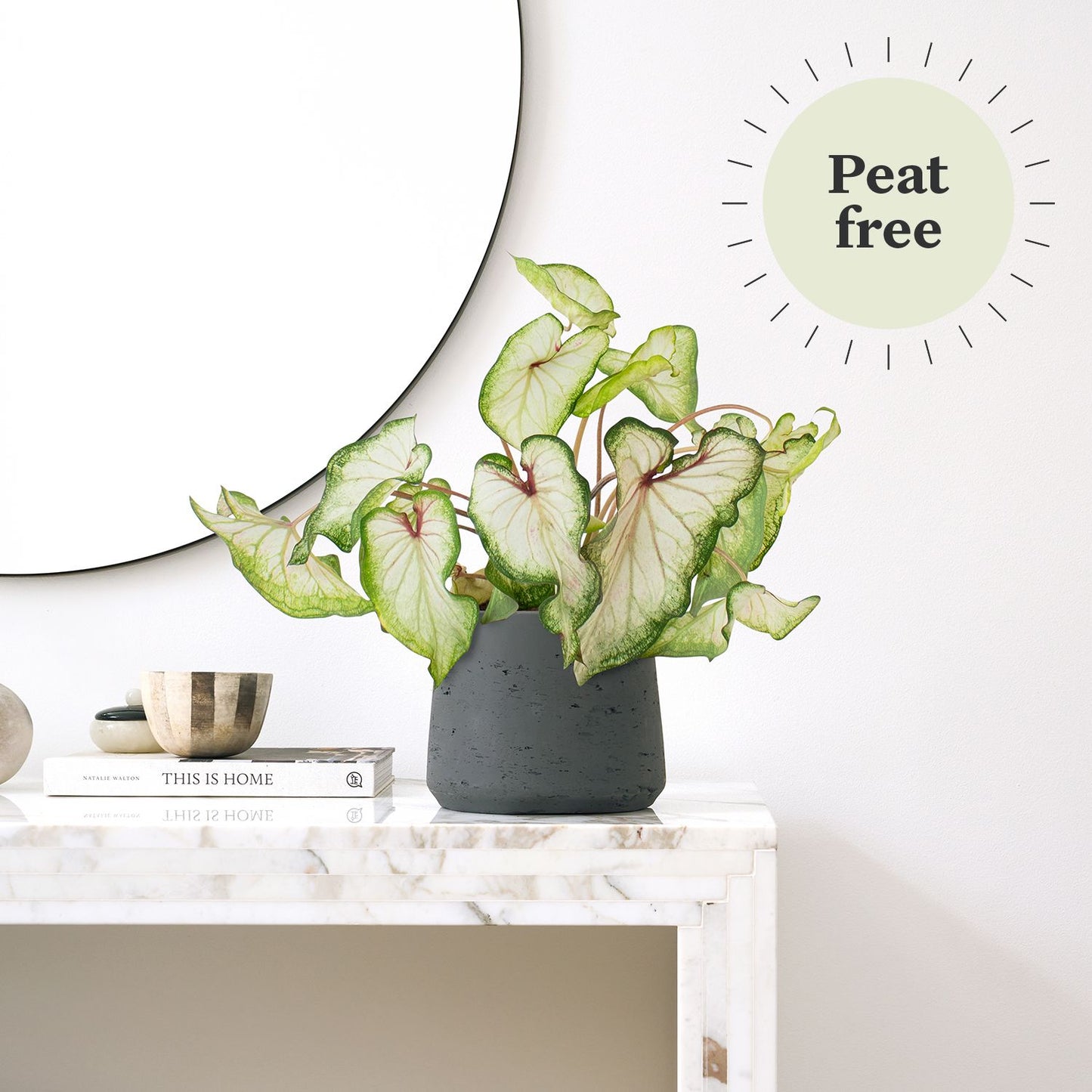 Caladium - White