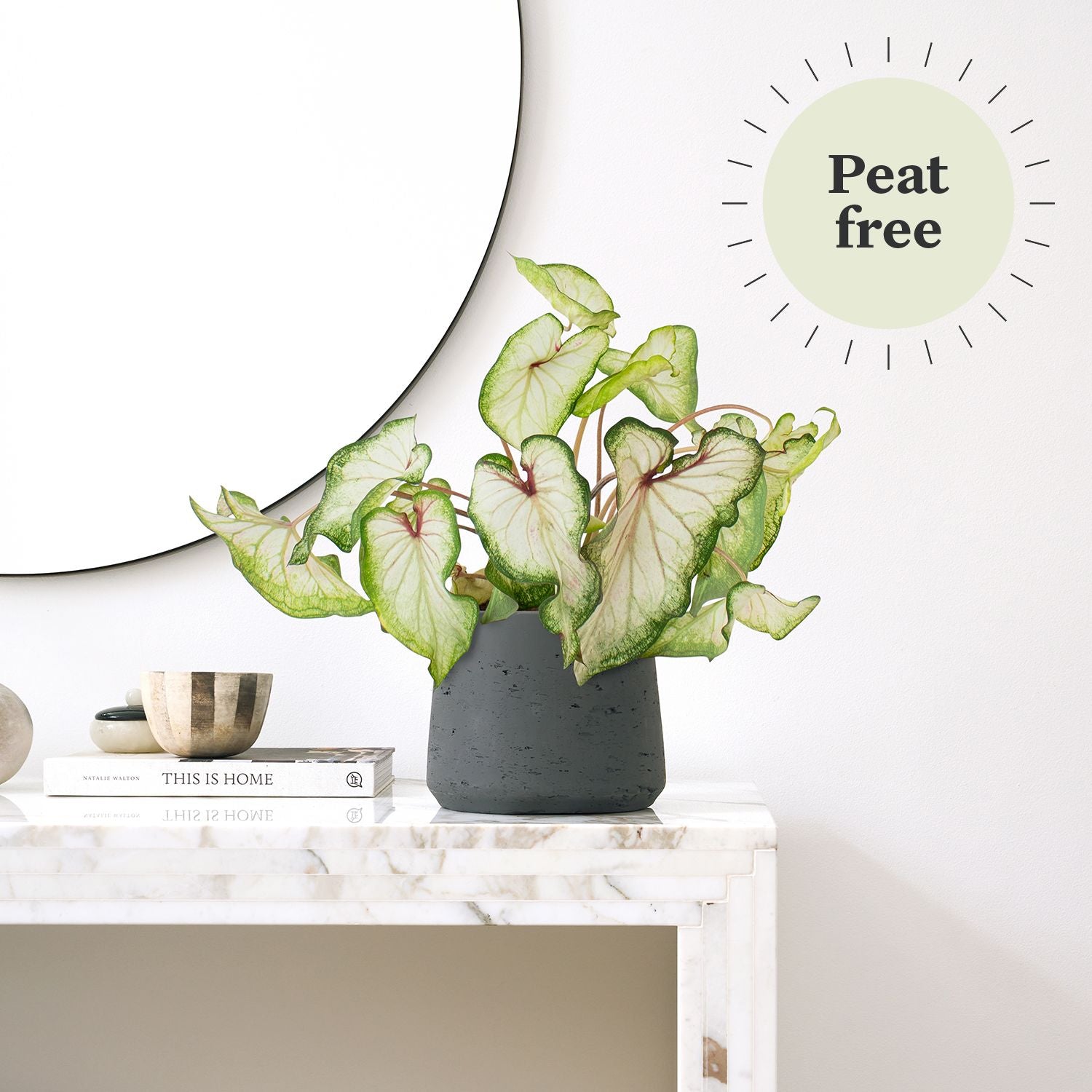 Caladium - White