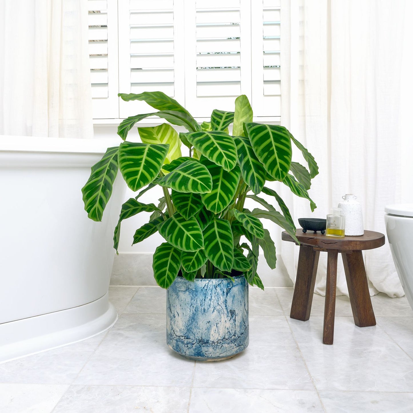 Calathea Zebrina