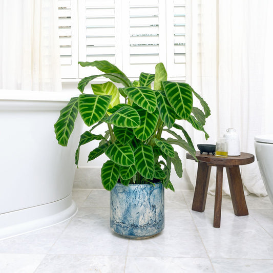 Calathea Zebrina