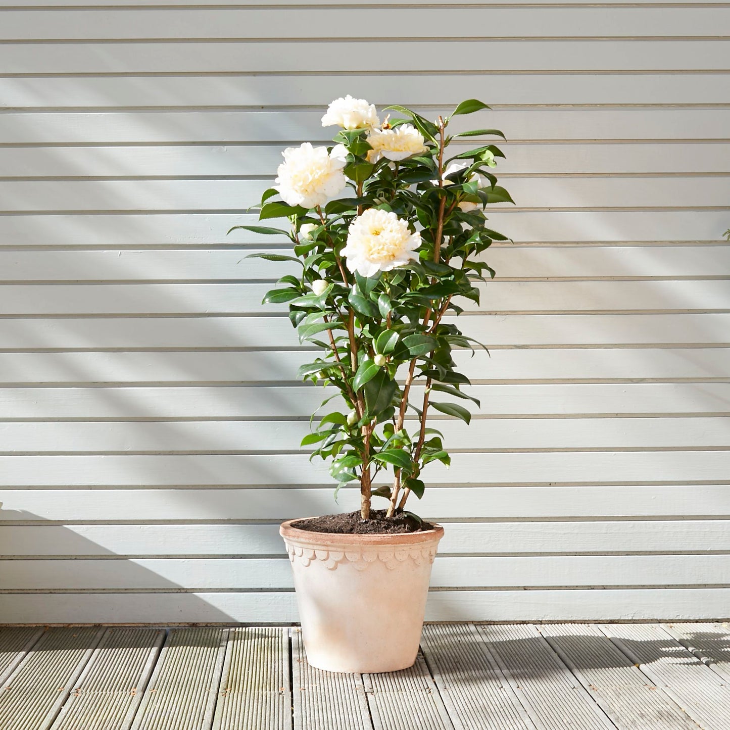Camellia Japonica - white