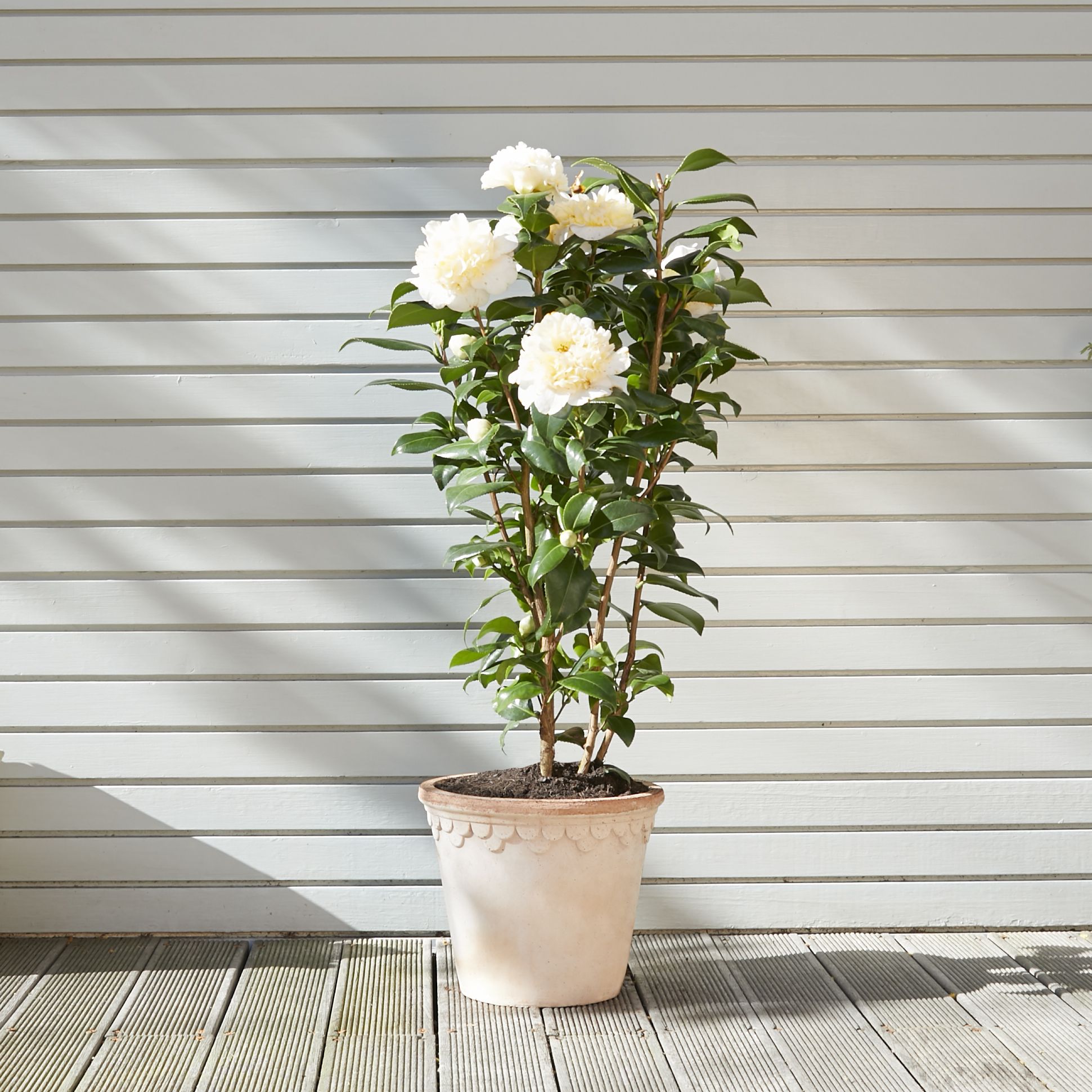 Camellia Japonica - white