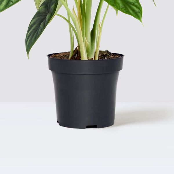Alocasia Dragon scale