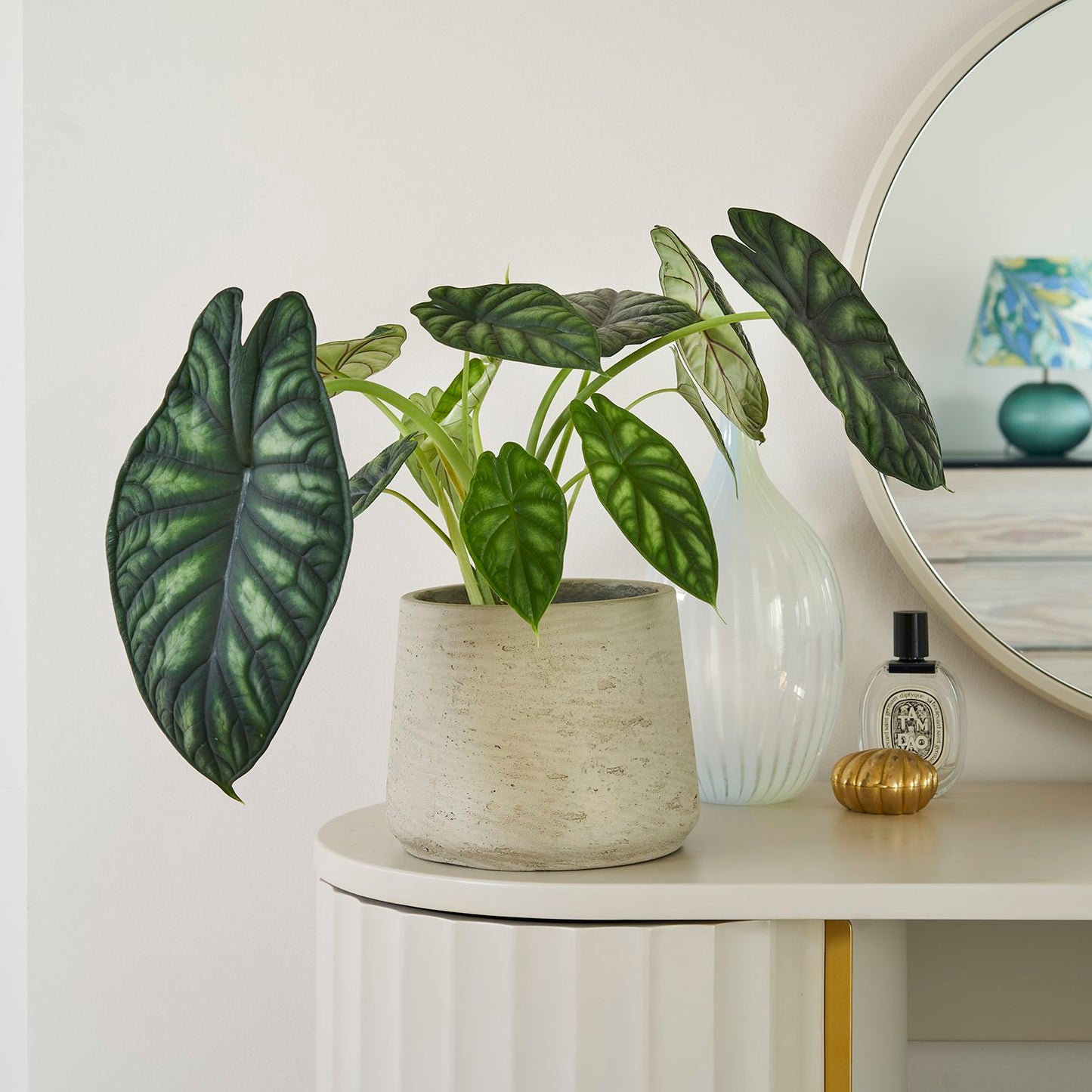 Alocasia Dragon scale
