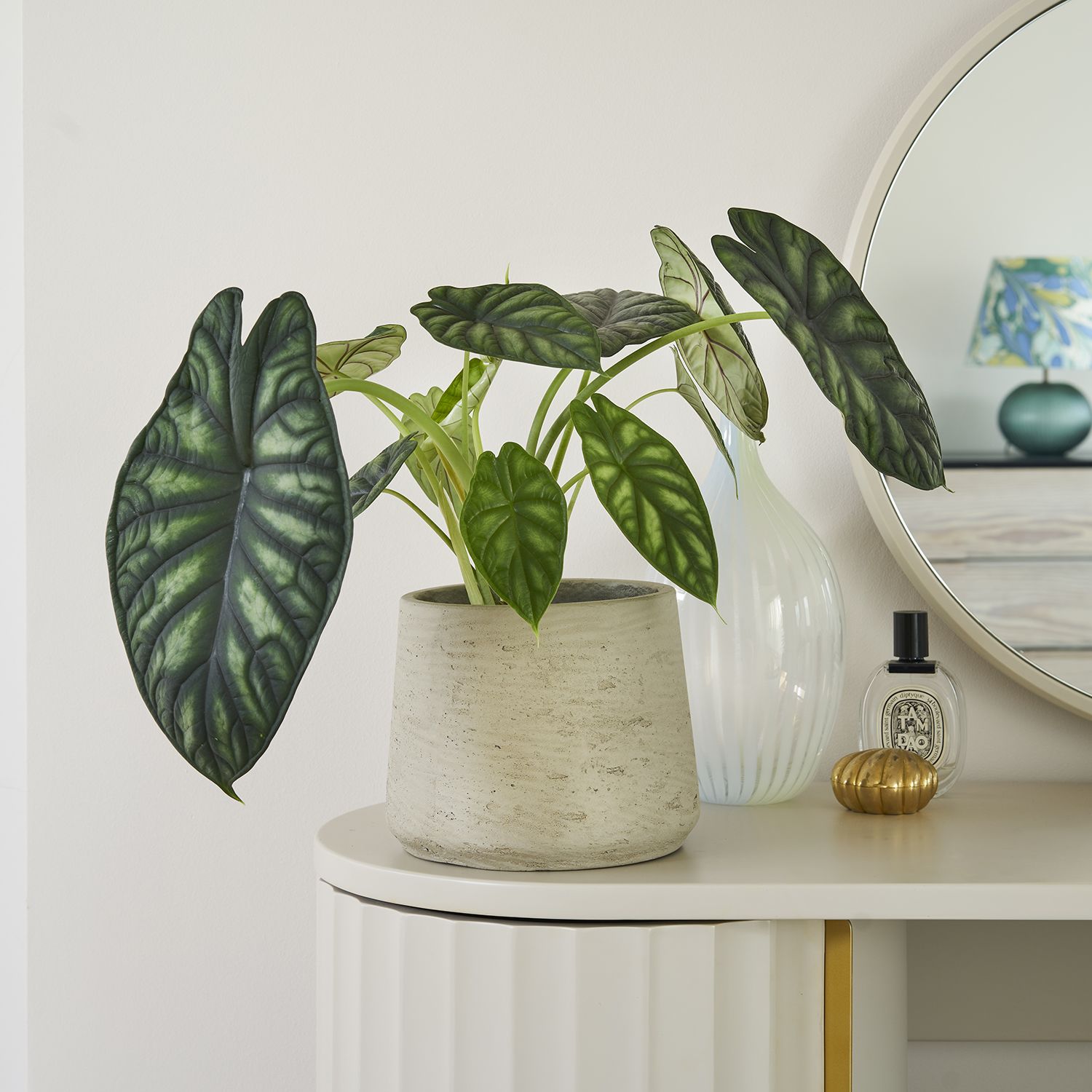 Alocasia Dragon scale