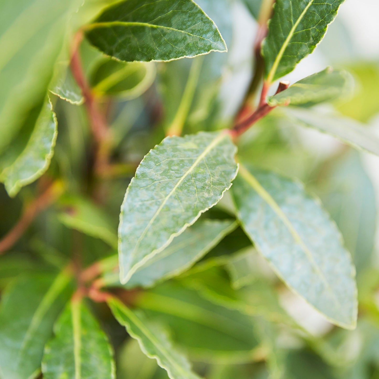 Bay tree