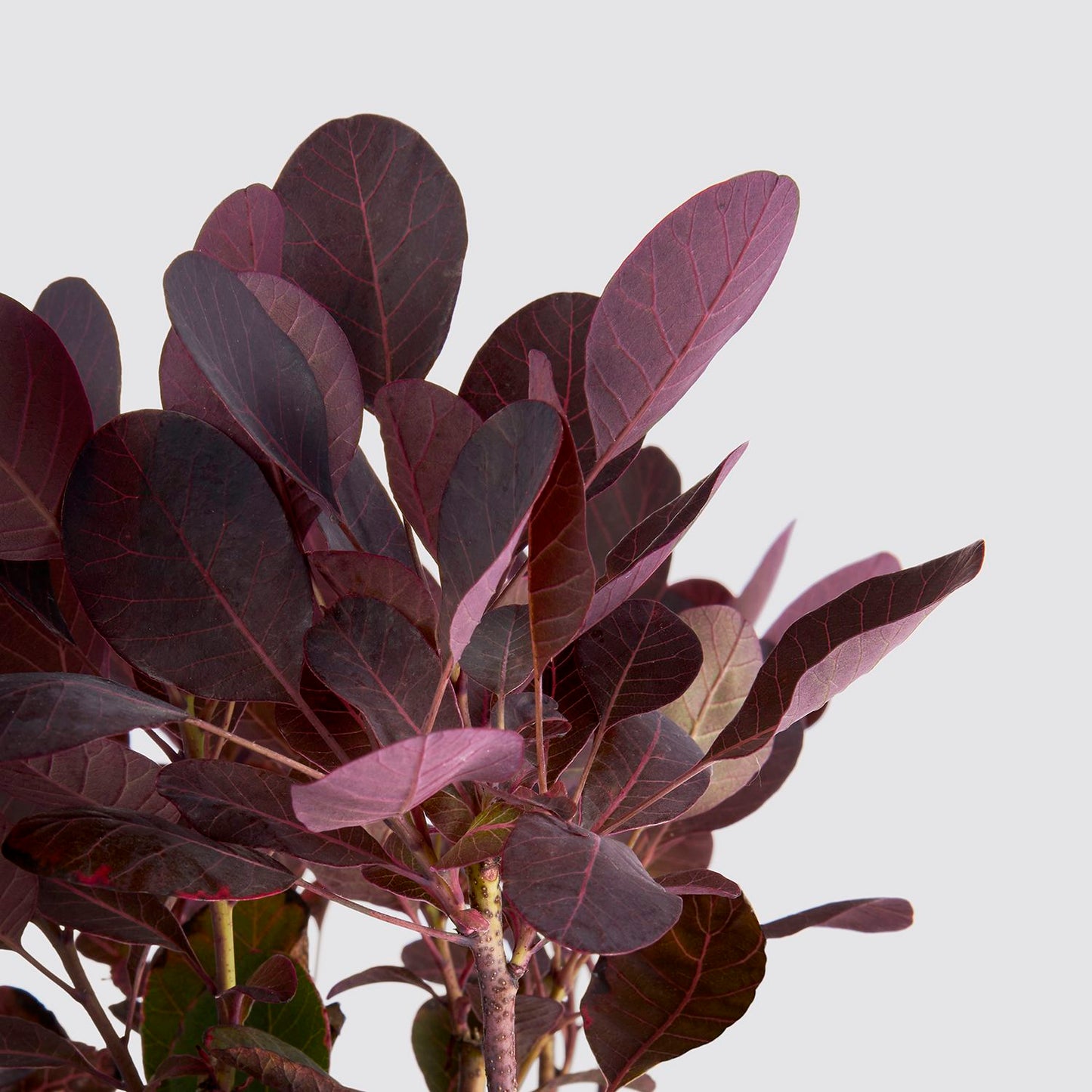Cotinus Coggrygria 'Royal Purple'